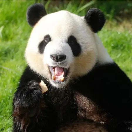 Green Lodges Blaregnies